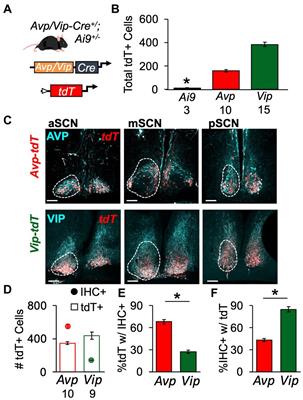 Developmental patterning of peptide transcription in the central circadian clock in both sexes